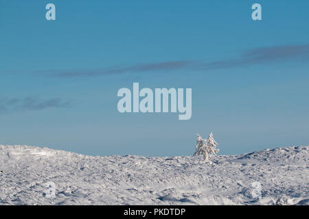 A lone tree, covered in fresh snow stands proud on the high peak moors. Stock Photo