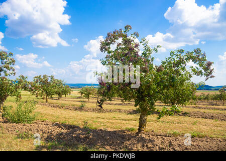 Commercial growing of Elderflower on a plantation in Germany. Stock Photo