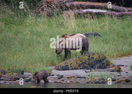 Mum Grizzly Bear and cub drinking water