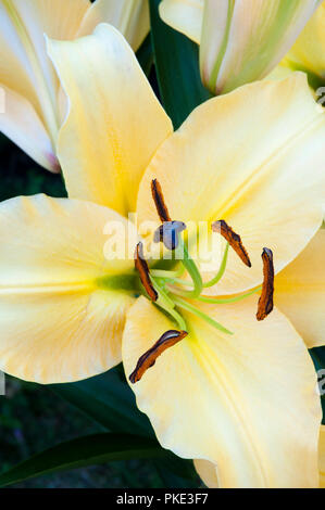 Close up of Lilium Lily High Tea showing detail of Stigma and Stamens. Stock Photo