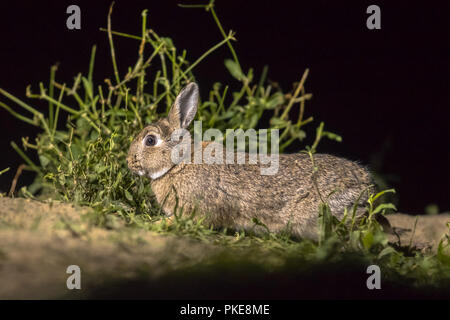 European rabbit (Oryctolagus cuniculus) foraging in darkness at night Stock Photo