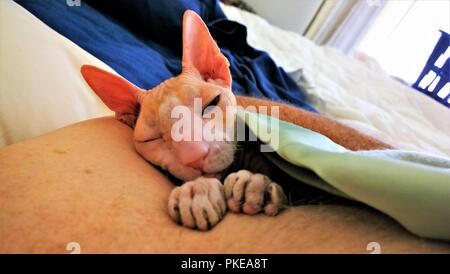 Cornish Rex cat keeping warn under bed blankets before a show Stock Photo