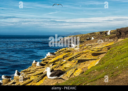Black-Browed albatross (Thalassarche melanophris), the rookery; Falkland Islands Stock Photo