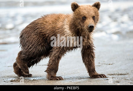 Kodiak Bear (Ursus arctos middendorffi) walking on a wet beach, Katmai National Park; Alaska, United States of America Stock Photo