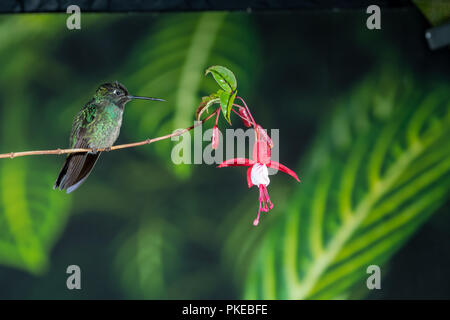 Fiery-throated hummingbird (Panterpe insignis) in Costa Rica Stock Photo