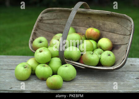 Traditional garden trug full of windfall apples. Stock Photo
