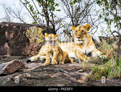 Lioness (Panthera leo) and cub, Serengeti; Kenya Stock Photo