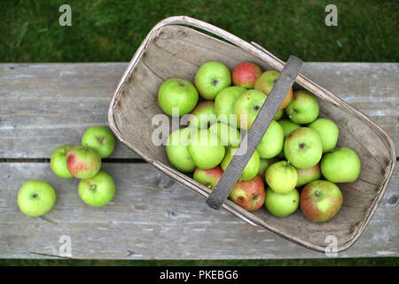 Traditional garden trug full of windfall apples. Stock Photo