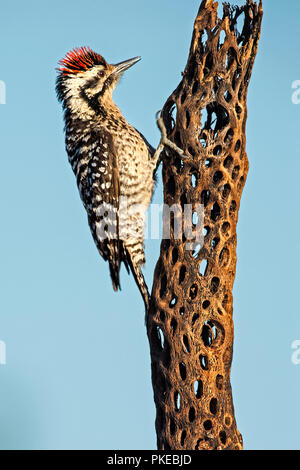Acorn woodpecker (Melanerpes formicivorus) on a tree trunk covered in holes, Elephant Head; Arizona, United States of America Stock Photo