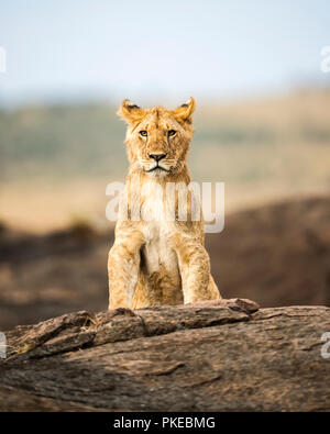Portrait of a lion cub (Panthera leo) sitting on a rock and looking at a camera; Kenya
