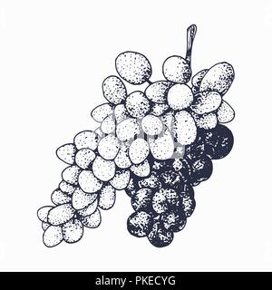 Grapevine sketch isolated on white background. Fresh ripe grape hand drawn vector. Stock Vector