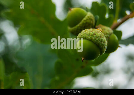 Green acorns growing on oak. Three acorns. Macro photo. Stock Photo