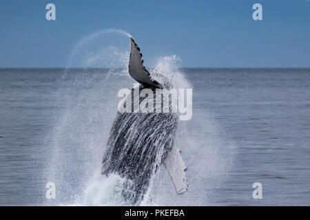 A humpback whale breaches high into the air in Chatham Strait in Southeast Alaska, USA Stock Photo