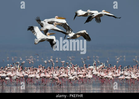 A flock of Great White pelicans flies over the colony of lesser flamingos. Scientific name: Pelecanus onocrotalus. Lake Natron. Tanzania. Stock Photo