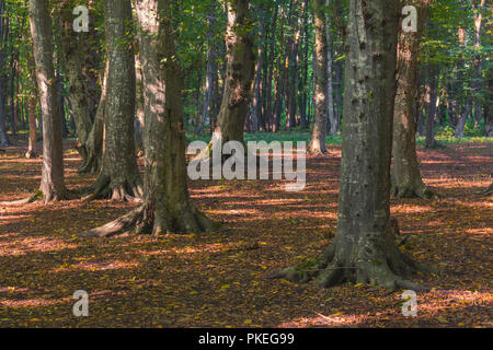 Old mighty oak trees in the forest Stock Photo