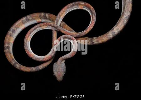 A White-spotted Cat Snake (Boiga drapiezii) perched on a thin branch in Gunung Mulu National Park, Sarawak, East Malaysia, Borneo