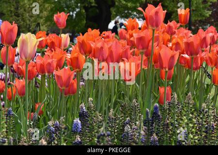 The iconic Spring Tulip Festival in Washington Park, Albany, Upstate New York Stock Photo