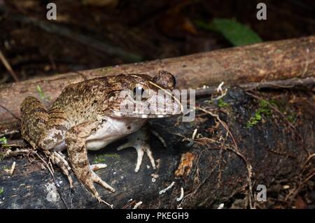 A Greater Swamp Frog (Limnonectes malesianus) prowling the forest floor in Gunung Mulu National Park, Sarawak, East Malaysia, Borneo