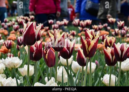 The iconic Spring Tulip Festival in Washington Park, Albany, Upstate New York Stock Photo