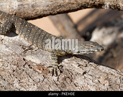 Australian goanna, lace monitor lizard , on branch of large dead tree at Culgoa National Park in outback NSW Stock Photo