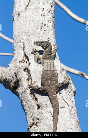 Australian goanna, lace monitor lizard , climbing trunk of large dead tree against blue sky at Culgoa National Park in outback NSW Stock Photo