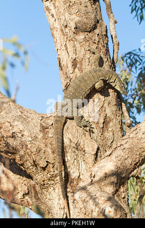 Australian goanna, lace monitor lizard , climbing trunk of large dead tree against blue sky at Culgoa National Park in outback NSW Stock Photo