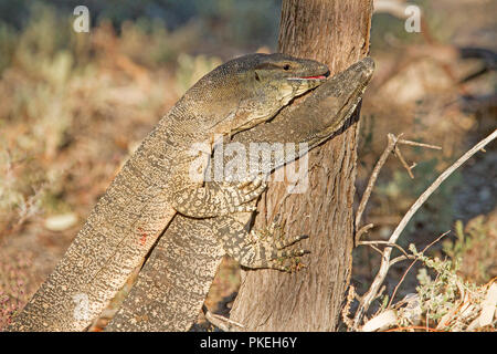 Two Australian goannas / lace monitor lizards mating in the wild at Culgoa National Park in outback NSW Stock Photo