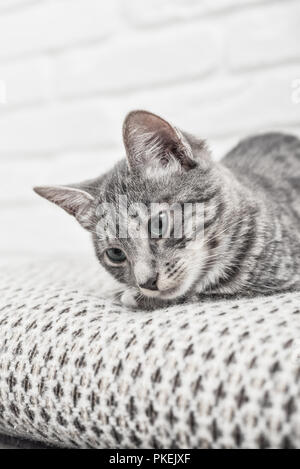 Cute little grey kitten with blue eyes lying on sofa closeup Stock Photo