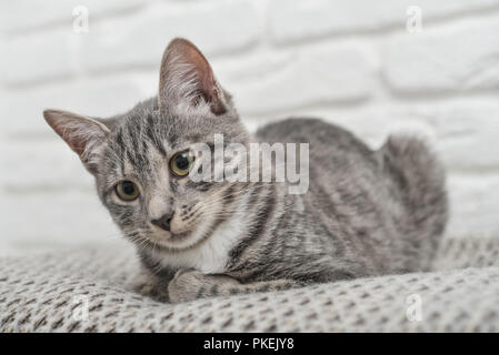 Cute little grey kitten with green eyes lying on sofa closeup Stock Photo