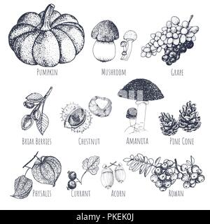 Autumn fruits hand drawn sketches. Set of autumnal fruits isolated on white background. Stock Vector