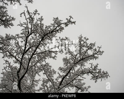 snow-covered branches of a tree in december Stock Photo