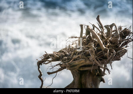A driftwood sculpture, created from recycled woo, Hokitika, South Island, New Zealand. Gnarled tree roots silhouetted against blurred ocean background Stock Photo