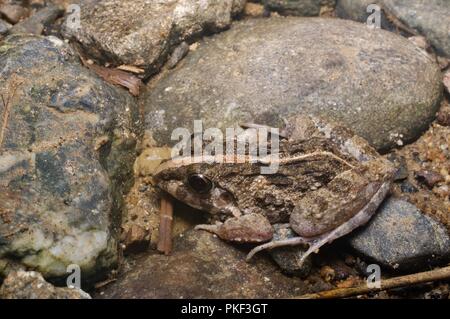 A Grass Frog (Fejervarya limnocharis) hunkered down on the muddy ground in Ranau, Sabah, East Malaysia, Borneo Stock Photo