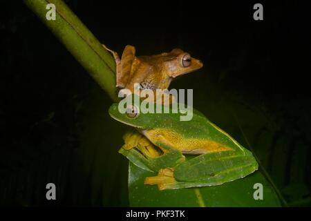 A Wallace's Flying Frog (Rhacophorus nigropalmatus) and a File-eared Treefrog (Polypedates otilophus) in Ranau, Sabah, East Malaysia, Borneo