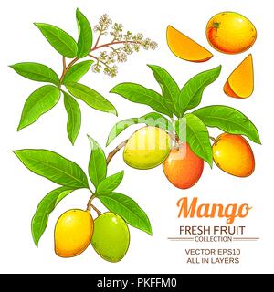 mango plant vector isolated on white background Stock Vector