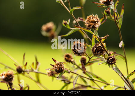 Wild flower Stock Photo