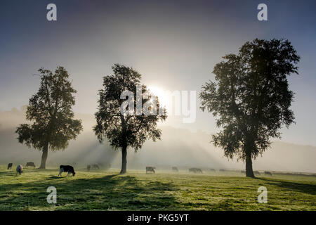 Milborne Port, Somerset, UK. 13th September, 2018. Summer sunrise whilst cows browse amongst the trees.. The beginning of the season of mists and mellow fruitfulness. Taken in the early morning as the light was changing rapidly and revealing the trees at Milborne Port, Somerset Credit: David Hansford Photography/Alamy Live News Stock Photo
