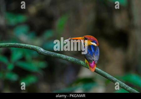 Black backed Kingfisher or Oriental Dwarf Kingfisher perched on branch Stock Photo