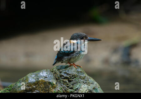 Blue-banded kingfisher (Alcedo euryzona)  standing on rock Stock Photo