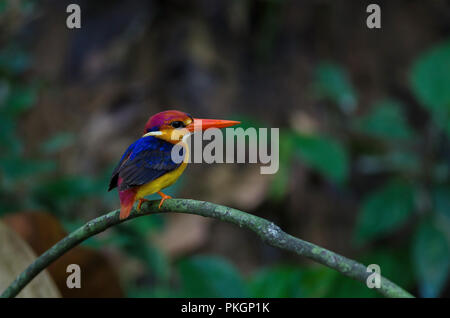 Black backed Kingfisher or Oriental Dwarf Kingfisher perched on branch Stock Photo