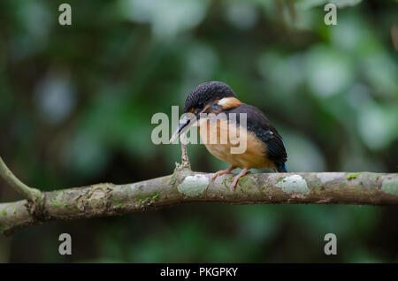 Blue-banded kingfisher (Alcedo euryzona) perching on branch in nature Stock Photo