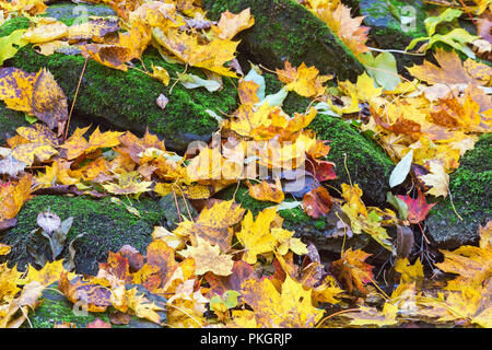 Yellow maple leaves and rocks with green moss in the autumn Stock Photo
