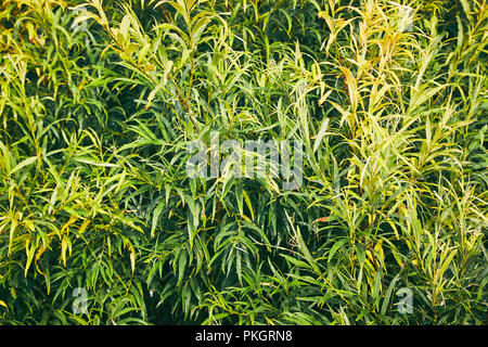 Natural background from green leaves pattern. Green leaves texture Stock Photo