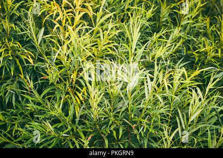 Natural background from green leaves pattern. Green leaves texture Stock Photo