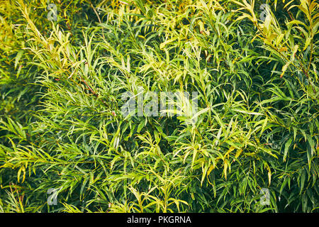 Natural background from green leaves pattern. Green leaves texture Stock Photo