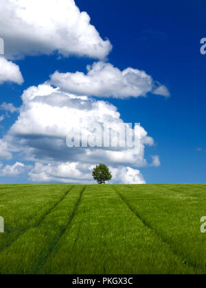 Vertical shot of a green field with a lone tree on the background under a blue sky, Puy de Dome department, Auvergne, Rhone Alpes, france Stock Photo