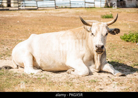 Albino buffalo or white buffalo, close up at face and body with beautiful horn on field background, look at camera Stock Photo