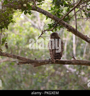 A brown hawk-owl (Ninox scutulata hirsuta) in Wilpattu National Park, Sri Lanka. The bird sits on a branch in a tree in the forest. Stock Photo
