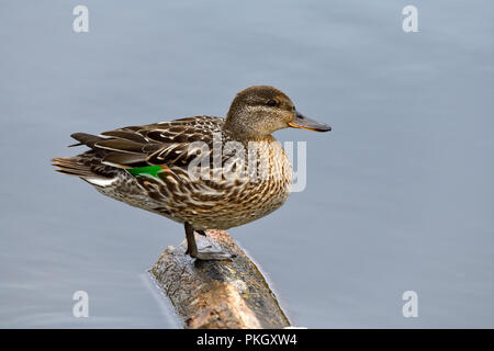 A female Green-winged Teal duck (Anas crecca) perched on a half submerged log at the beaver pond near Maxwell Lake in Hinton Alberta Canada. Stock Photo