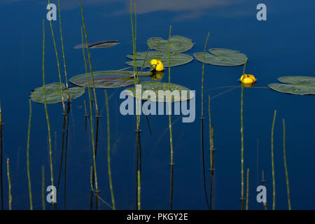 Pond lilys floating on the dark waters of the beaver pond at Maxwell lake in Hinton Alberta Canada. Stock Photo